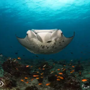 A manta ray swimming over the ocean with fish.