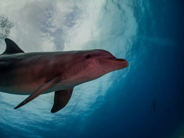 A dolphin swimming in the ocean under water.