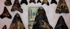 A close up of some shark teeth and a dollar bill