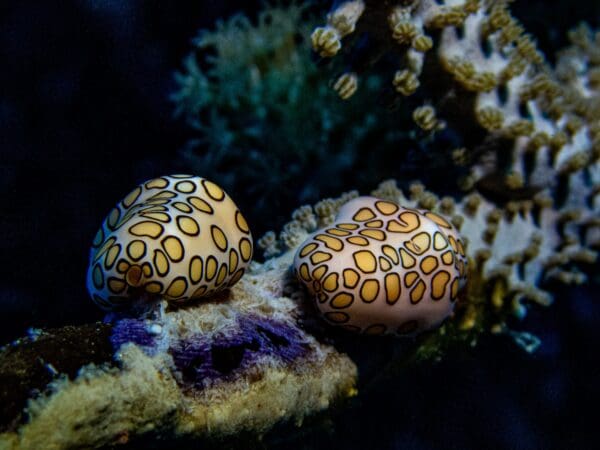 Two sea snails sitting on a coral reef.