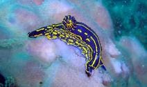 A blue and yellow sea slug on the ocean floor.