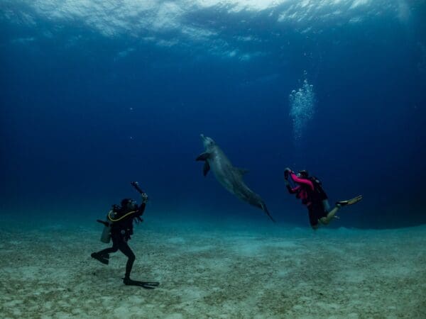 Three people in scuba gear swimming under the water.