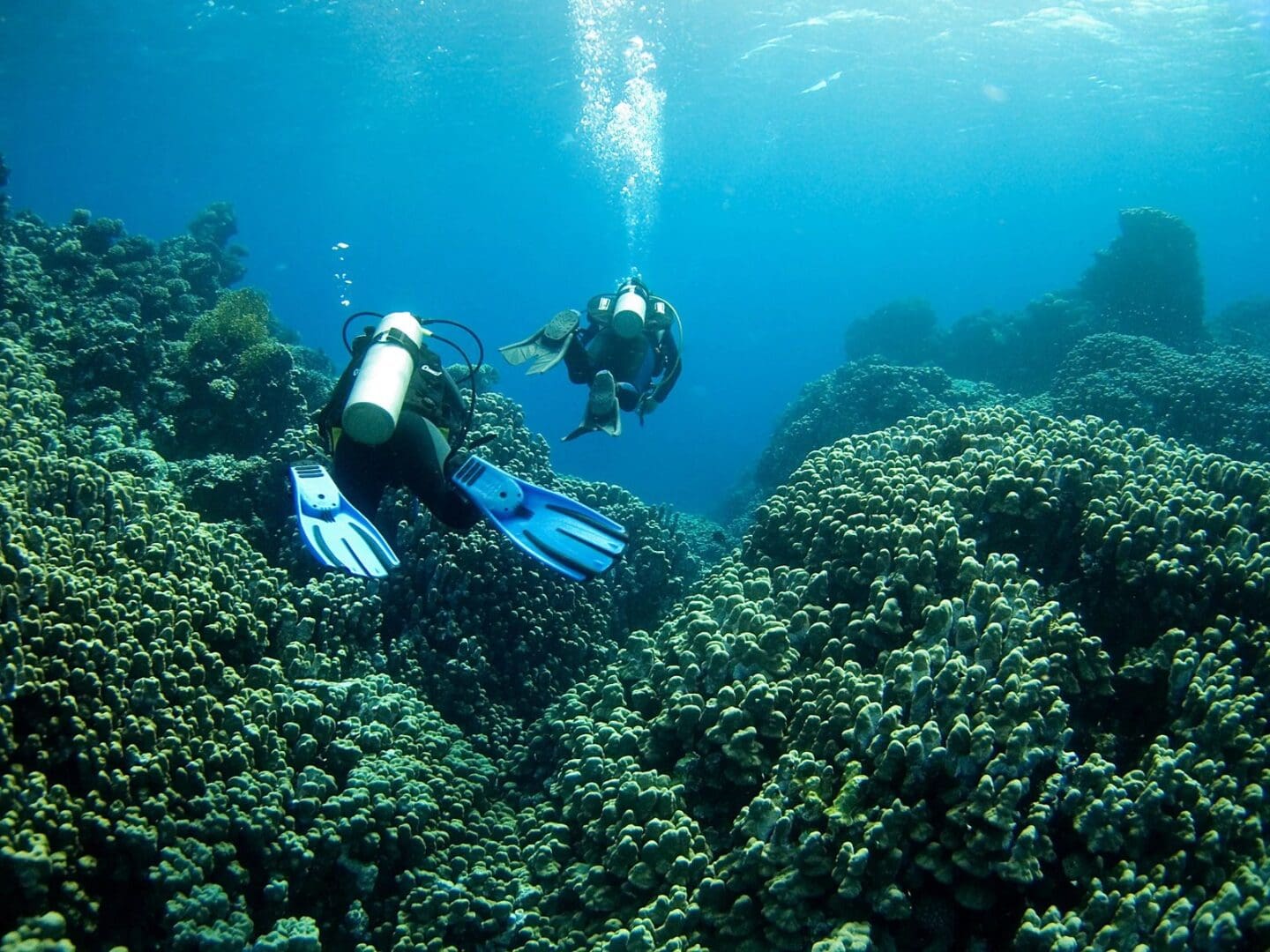 Two scuba divers swimming in a coral reef.