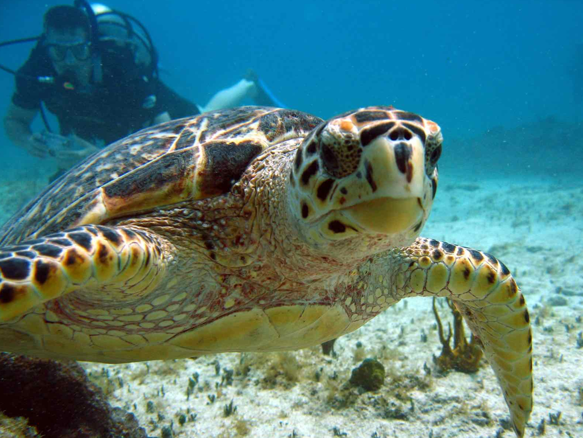 A turtle is swimming in the ocean with a scuba diver.