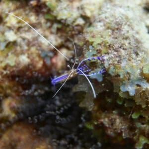 A blue shrimp is sitting on the rocks.