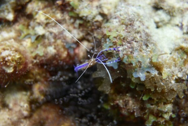 A blue shrimp is sitting on the rocks.