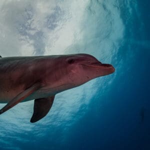 A dolphin swimming in the ocean under water.