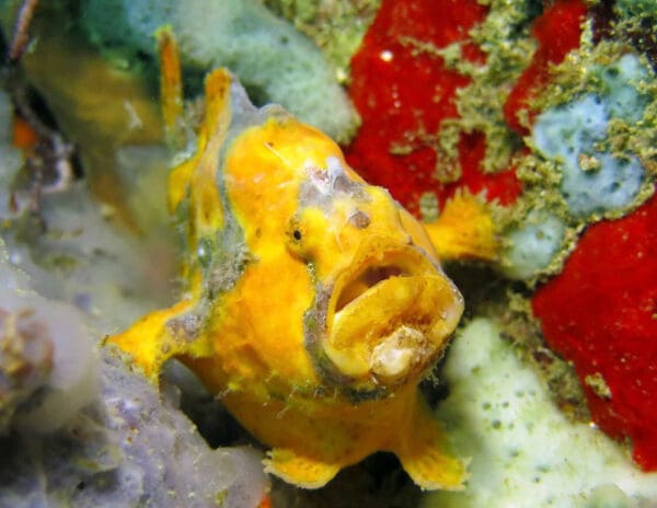 A yellow fish is sitting on the rocks