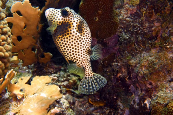 A spotted fish is swimming in the water.