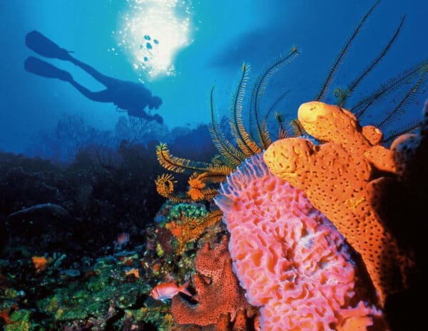 A coral reef with scuba divers in the background.