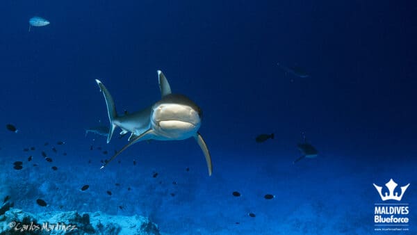 A shark swimming in the ocean with other fish.