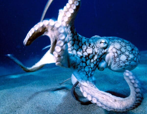 A close up of an octopus on the ocean floor