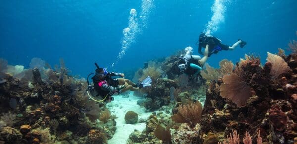 A group of scuba divers swimming in the ocean.