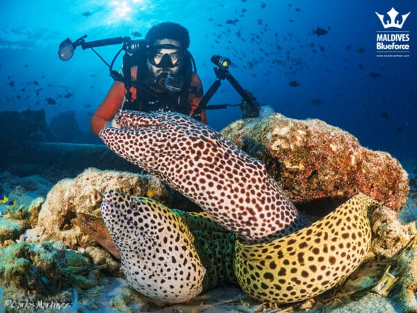 A scuba diver is sitting on the bottom of a coral.