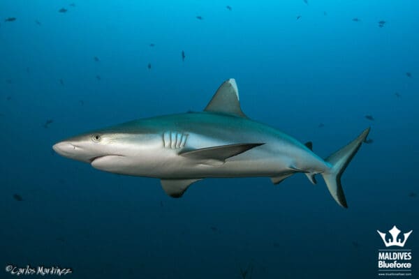 A shark swimming in the ocean with other fish.