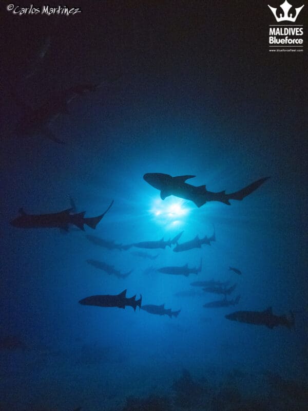 A group of sharks swimming in the ocean.