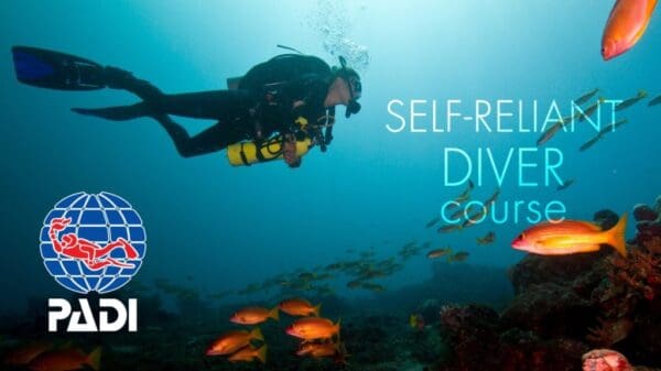 A person in scuba gear swimming under the water.