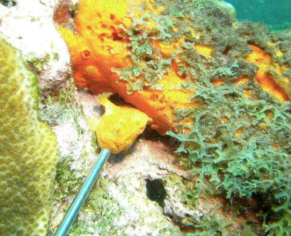 A close up of some green and yellow algae