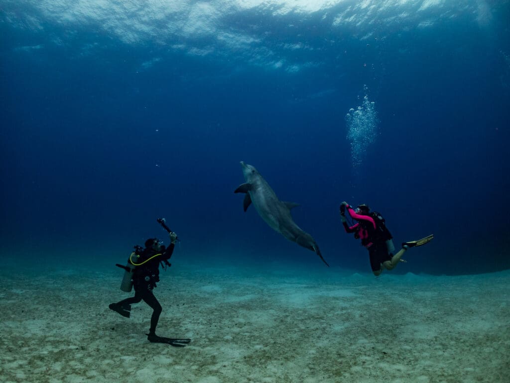 Three people scuba diving in the ocean with a dolphin.