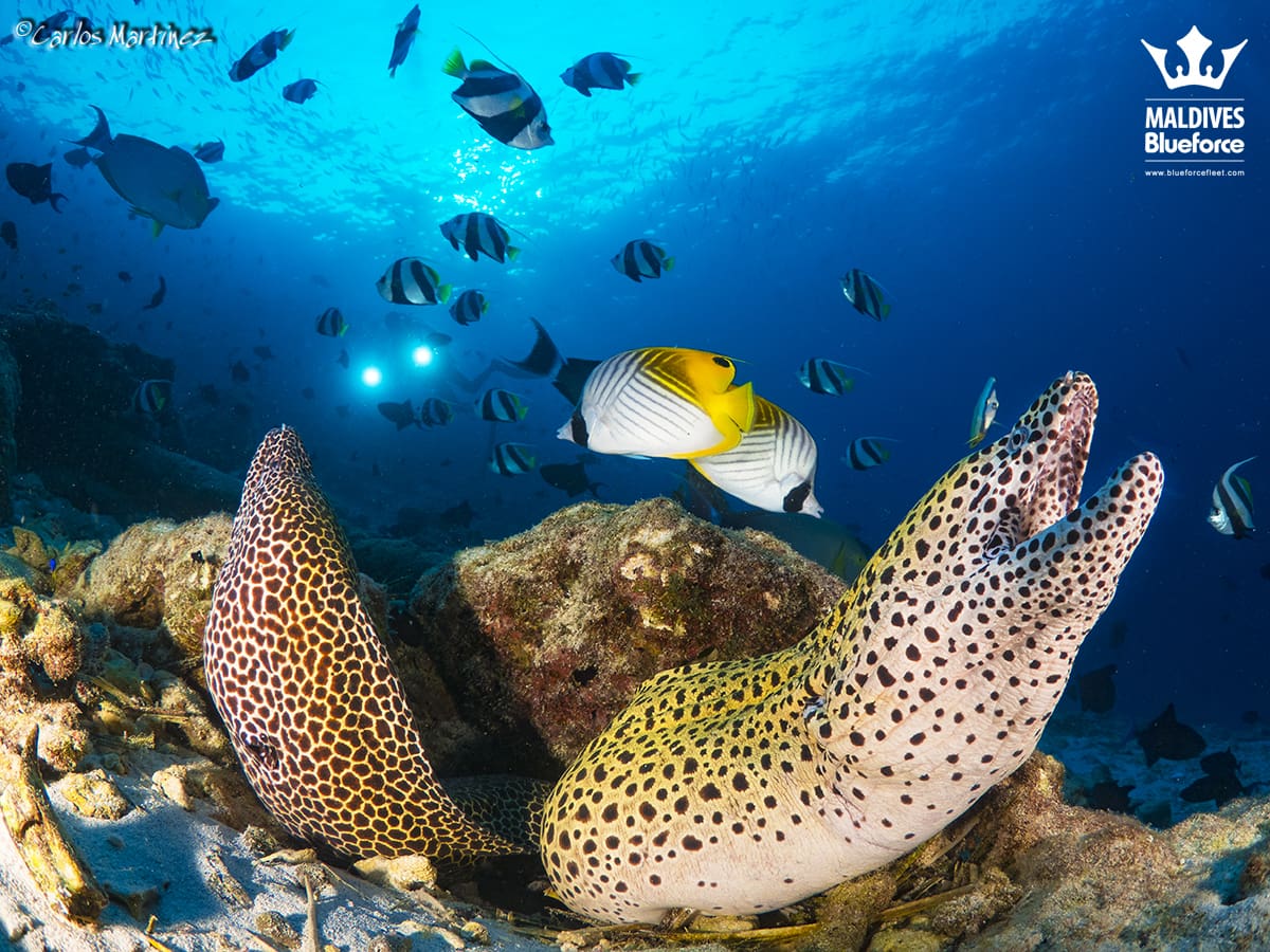 A group of fish swimming in the ocean.