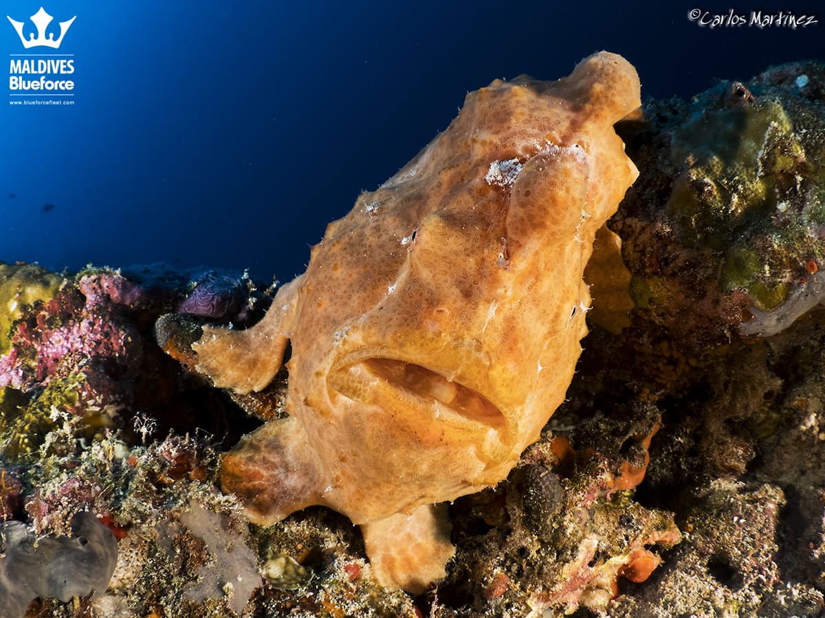 A yellow fish is sitting on the rocks