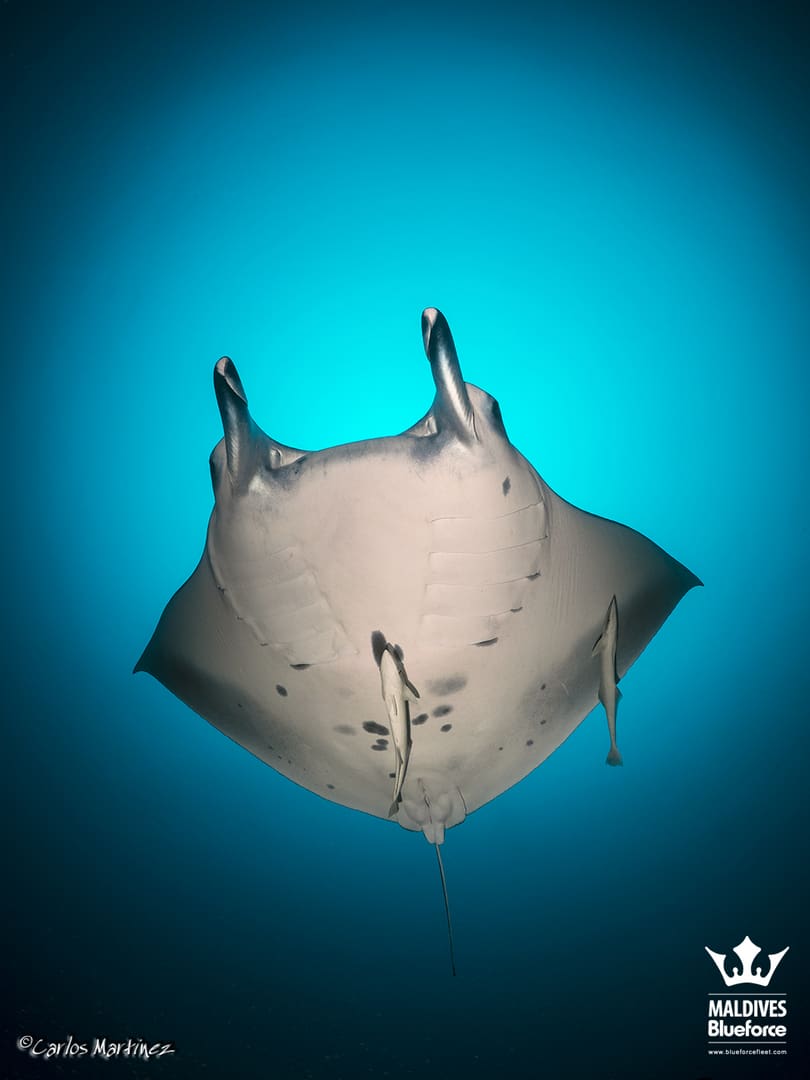 A manta ray swimming in the ocean.