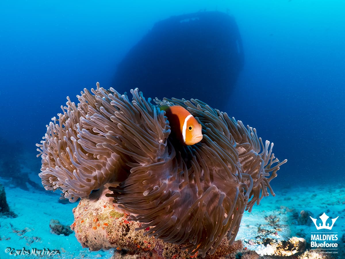 A fish swimming in the ocean next to an underwater cave.