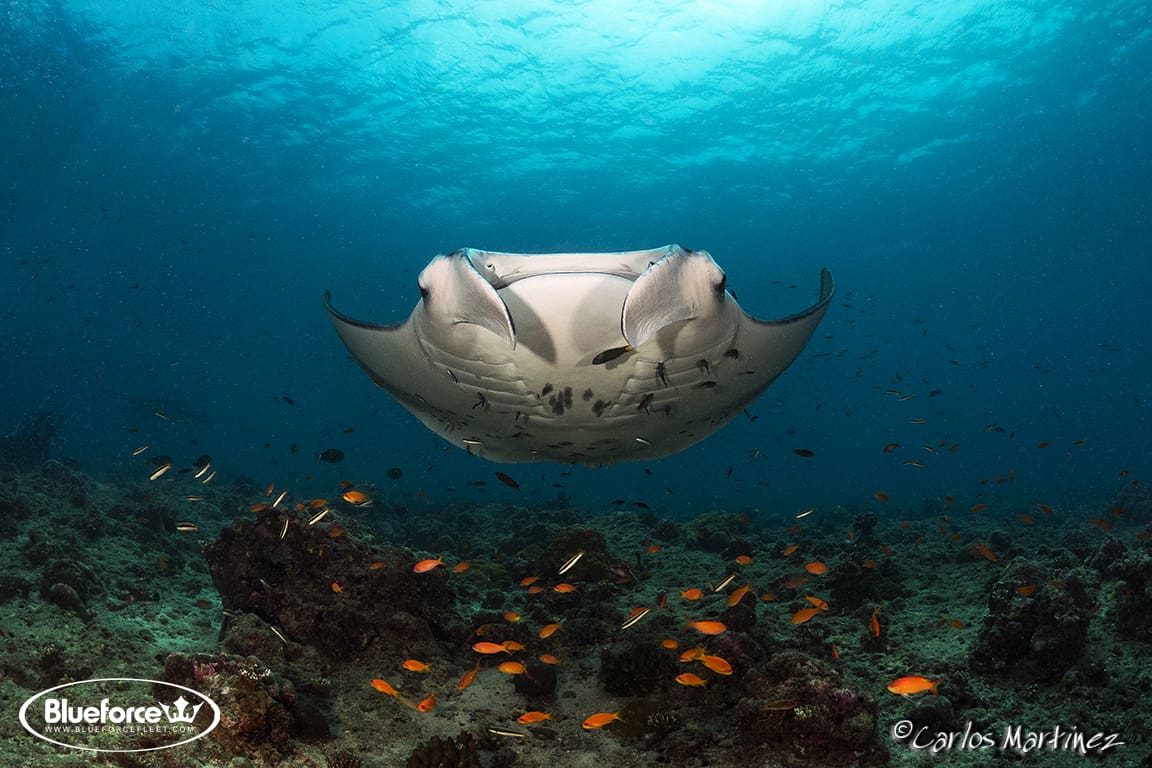 A manta ray swimming over the ocean with fish.