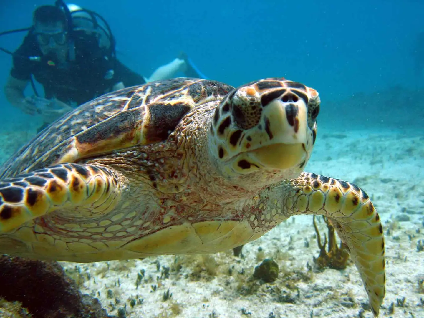 Sea turtle swimming underwater near diver.