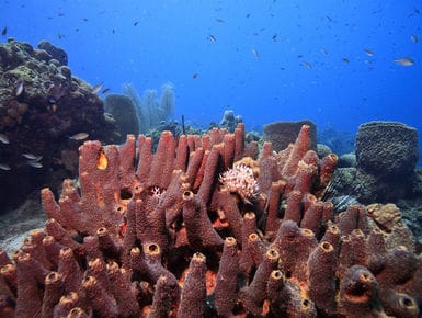 Closeup of orange tube sponges underwater.