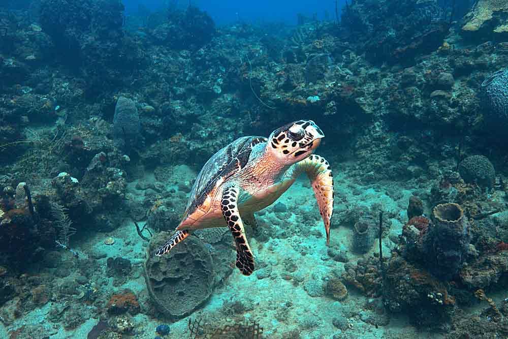 Hawksbill sea turtle swims over coral reef.