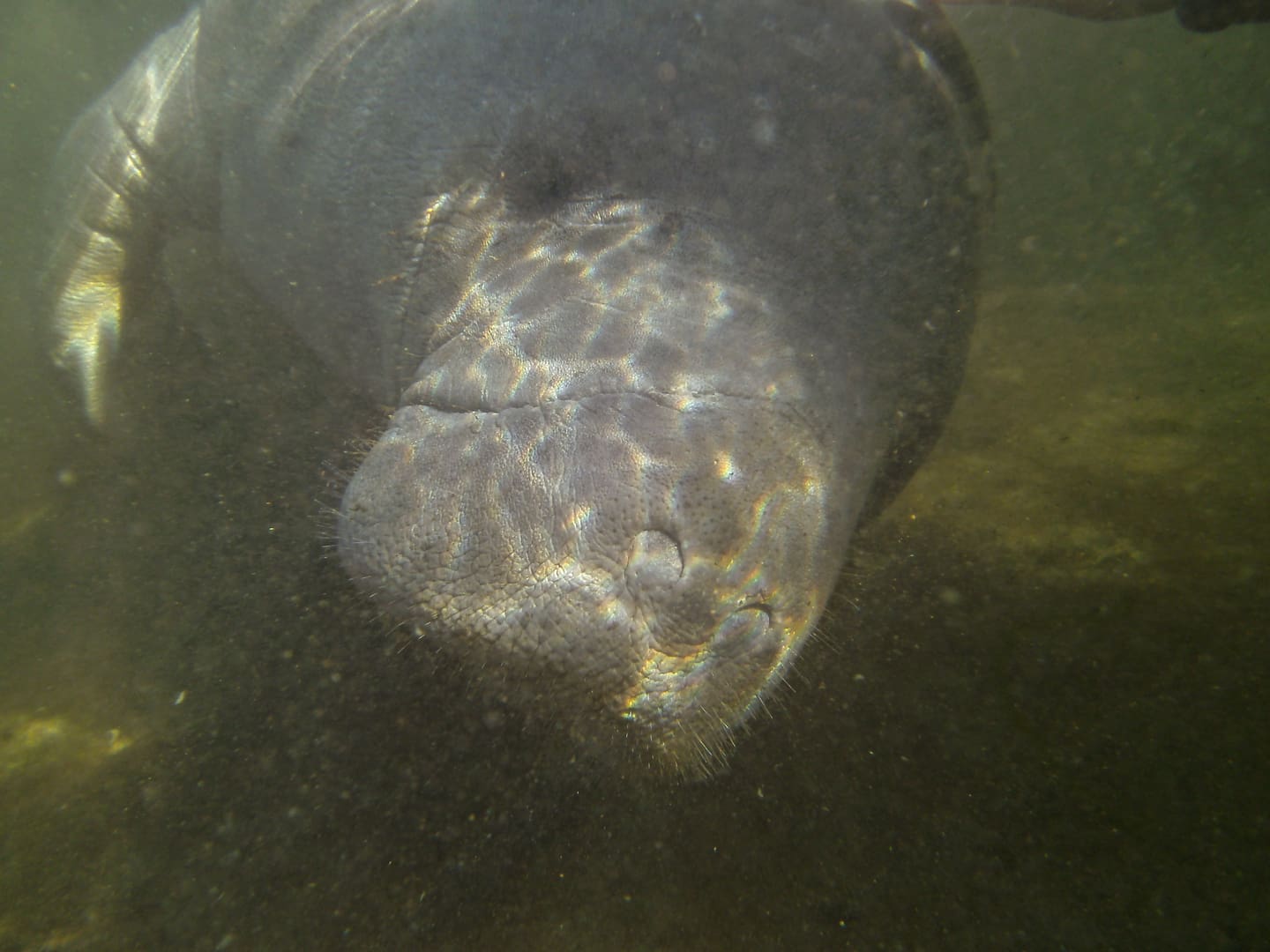 Manatee's face underwater, close-up.