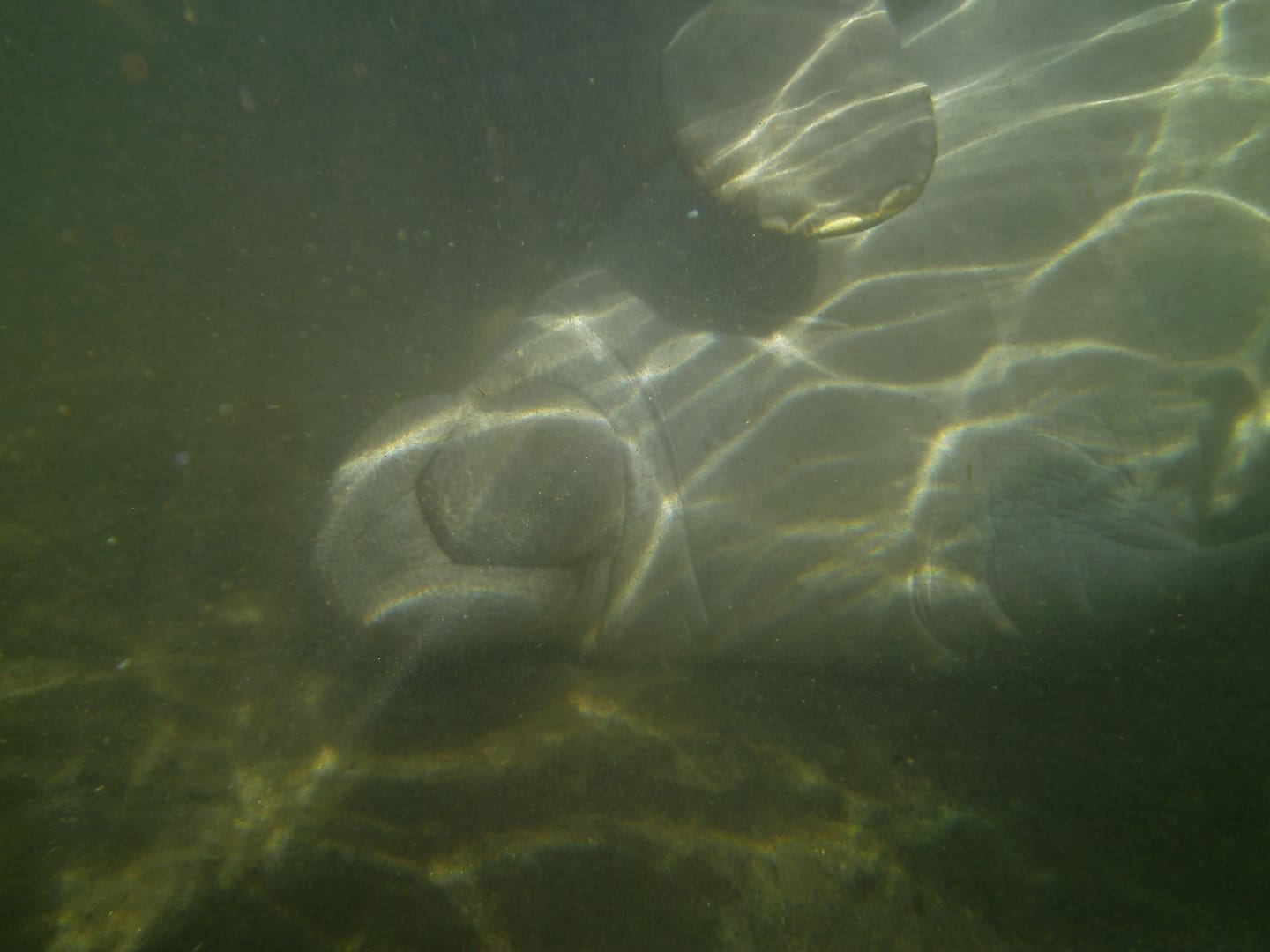 Manatee underwater with sun rays.