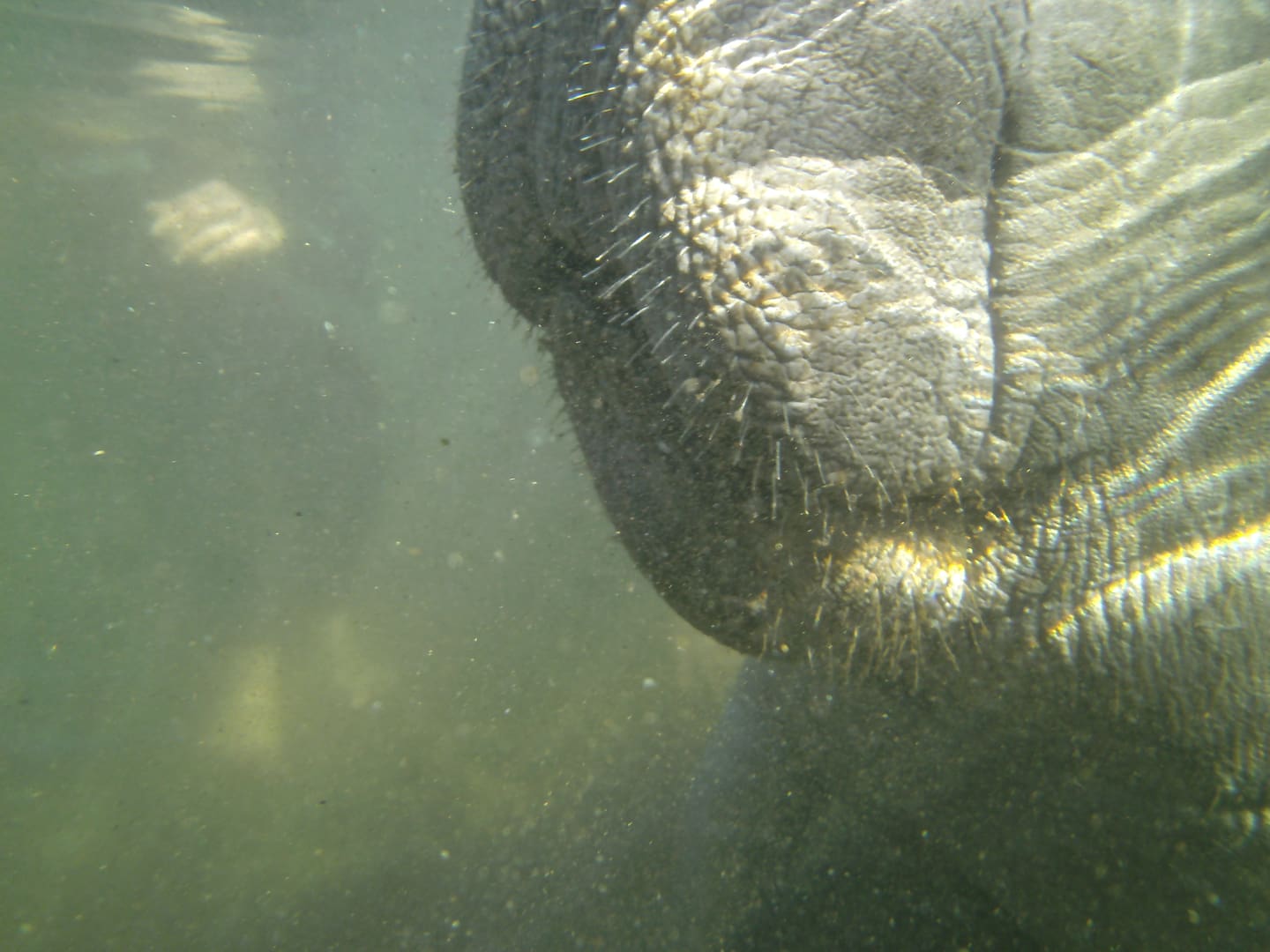 Close-up of a manatee's face underwater.