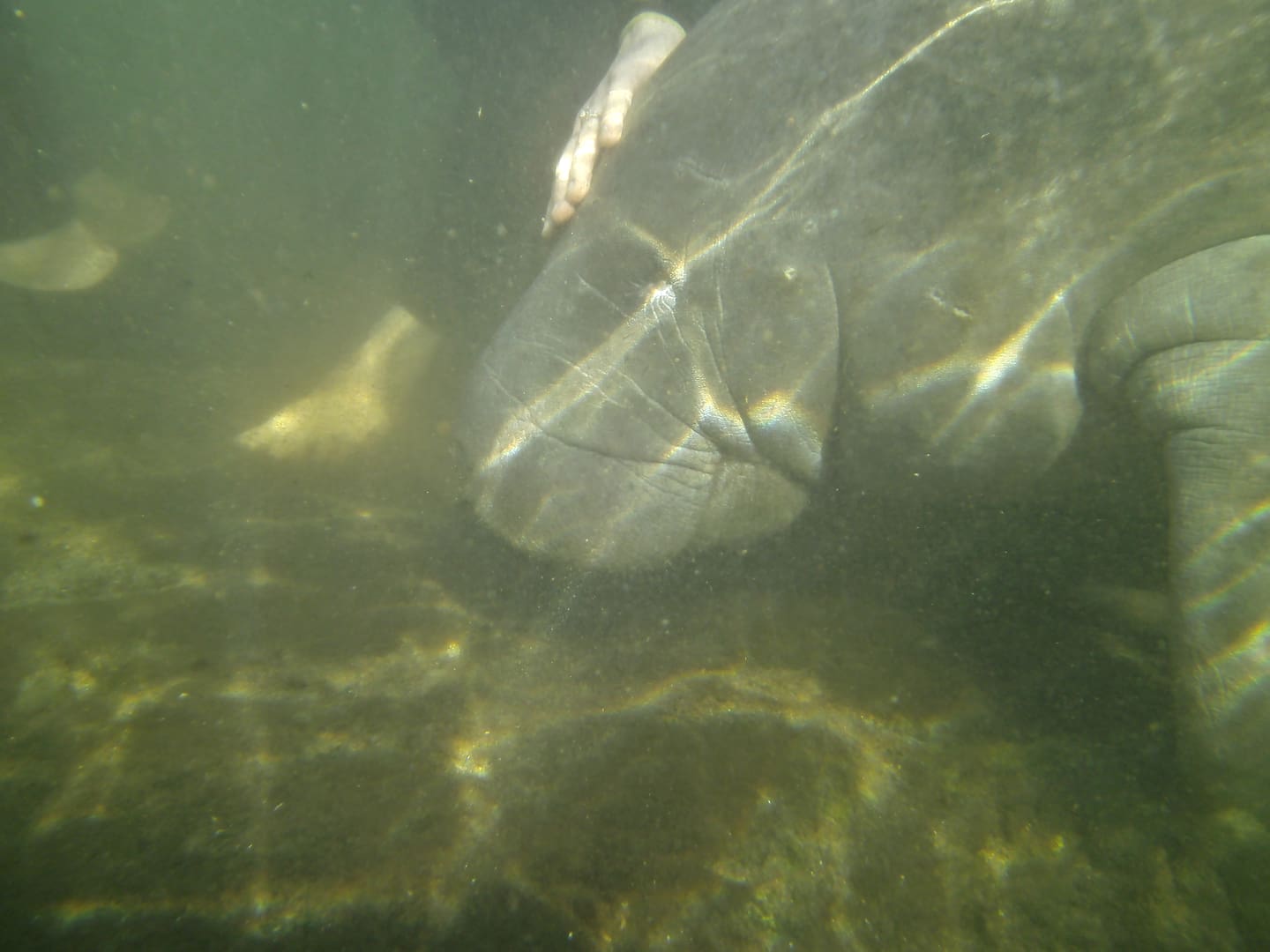 Manatee swims underwater in murky water.