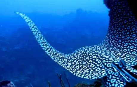 Spotted ray swimming underwater in blue.