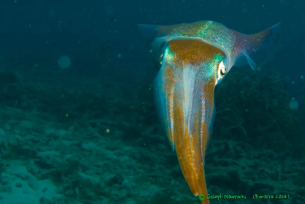 A squid swimming in the ocean.