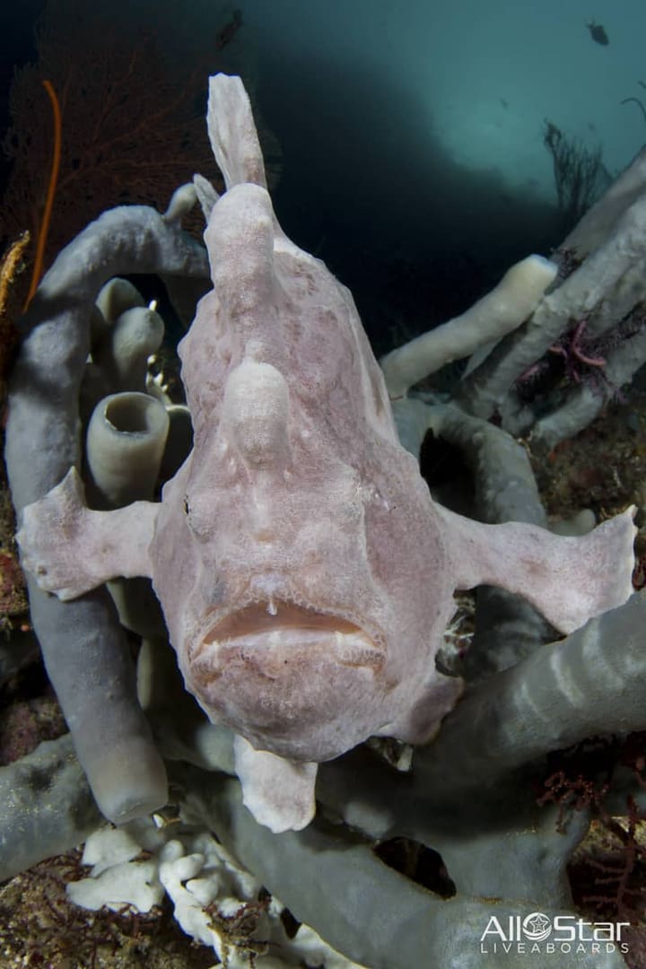 A frogfish camouflaged in coral.