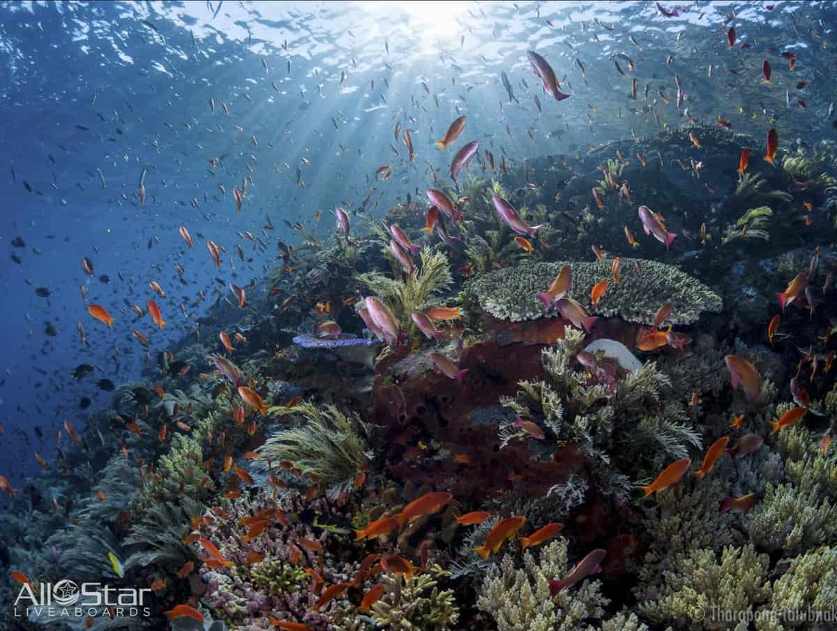 Coral reef with fish and sunlight.