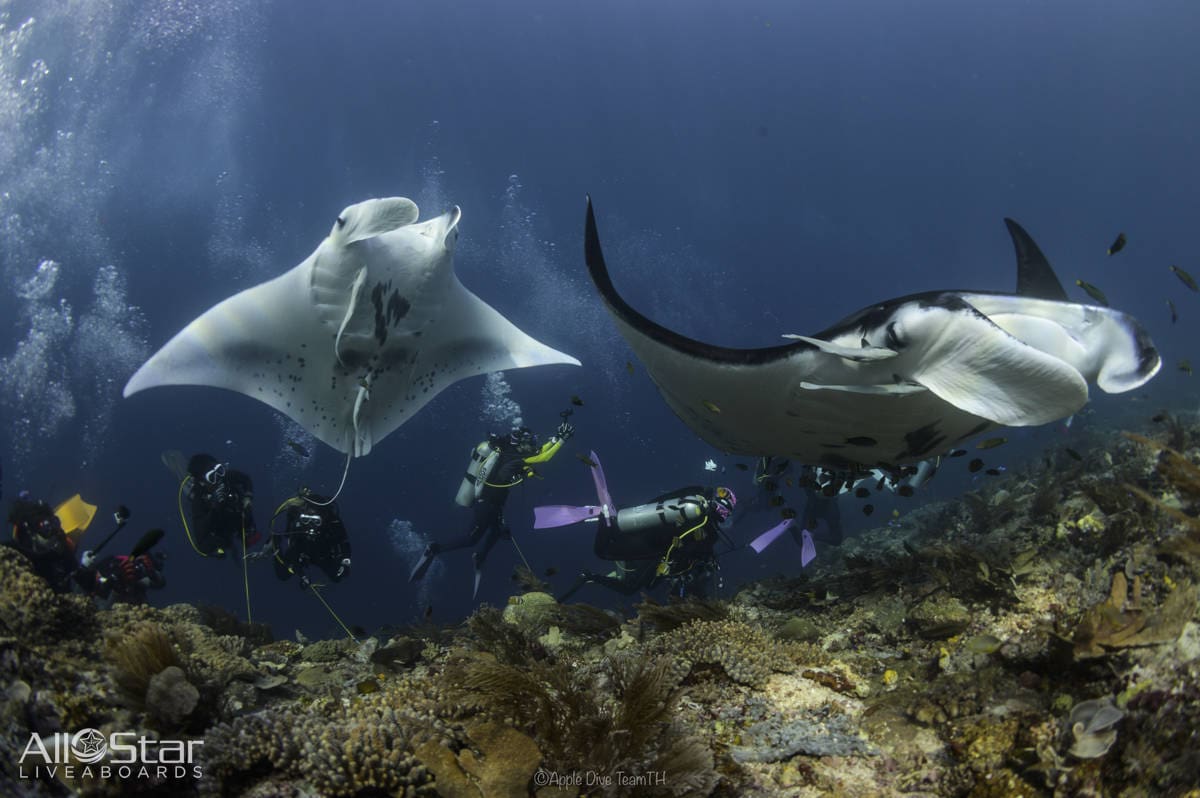 Divers swim with manta rays in the ocean.