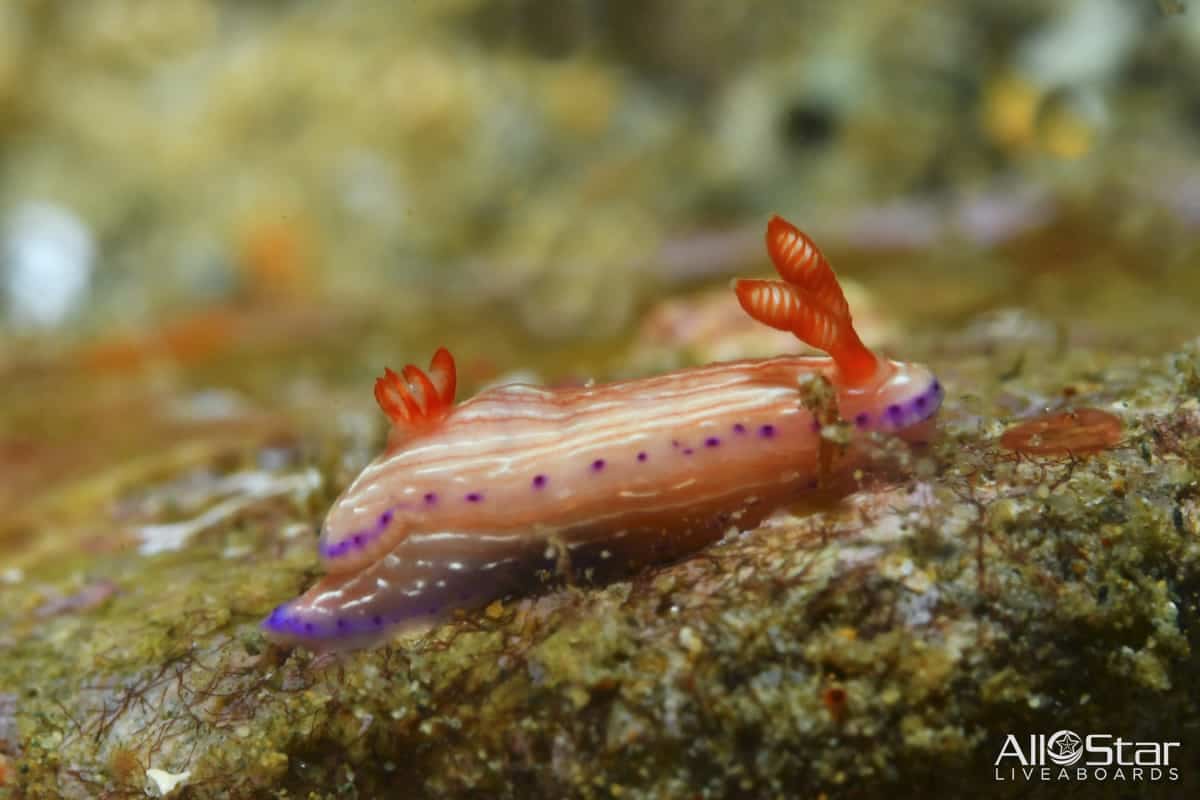 Pink and purple sea slug on a rock.