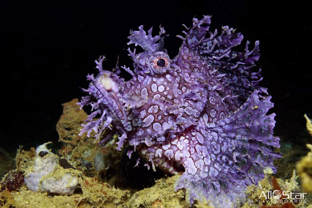 Purple and white scorpionfish underwater.