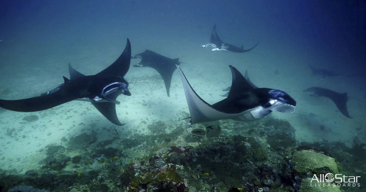 Manta rays swimming near coral reef.