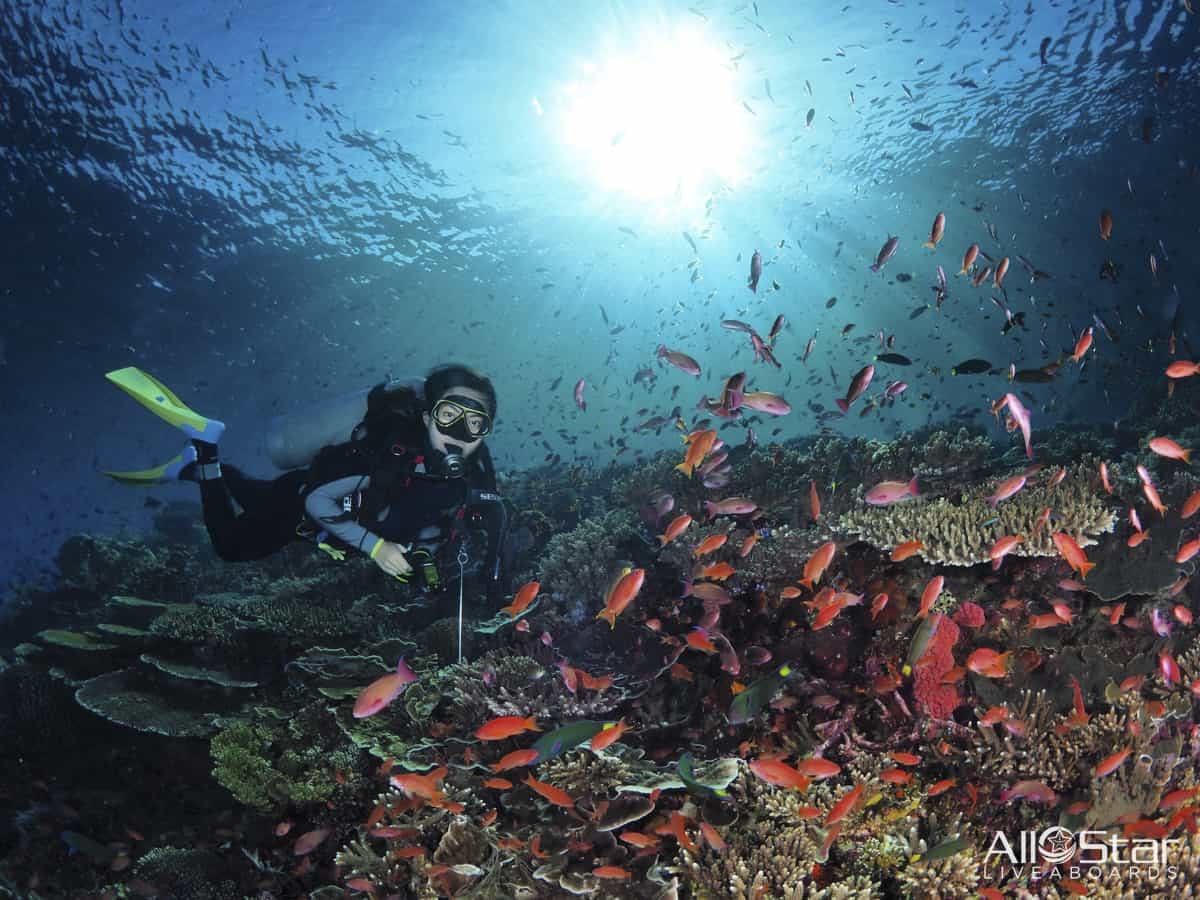 Scuba diver explores coral reef with fish.