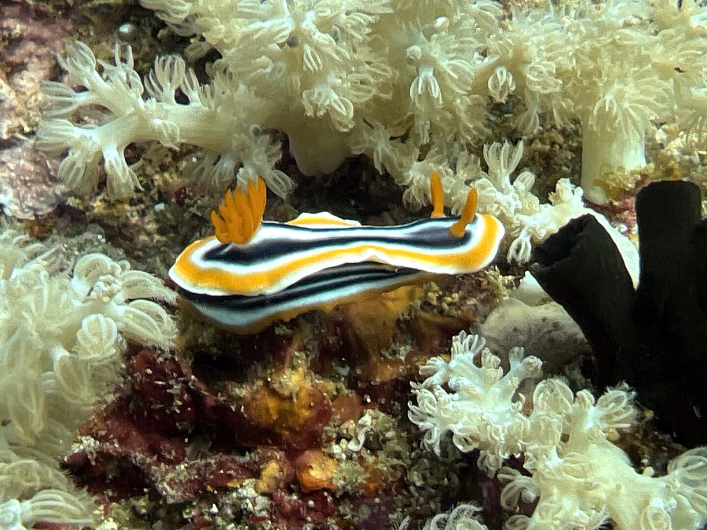 NUDIPHOTO